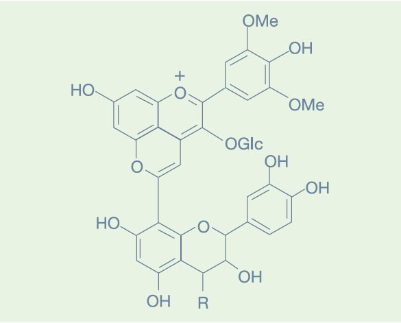grapex_technical_notes